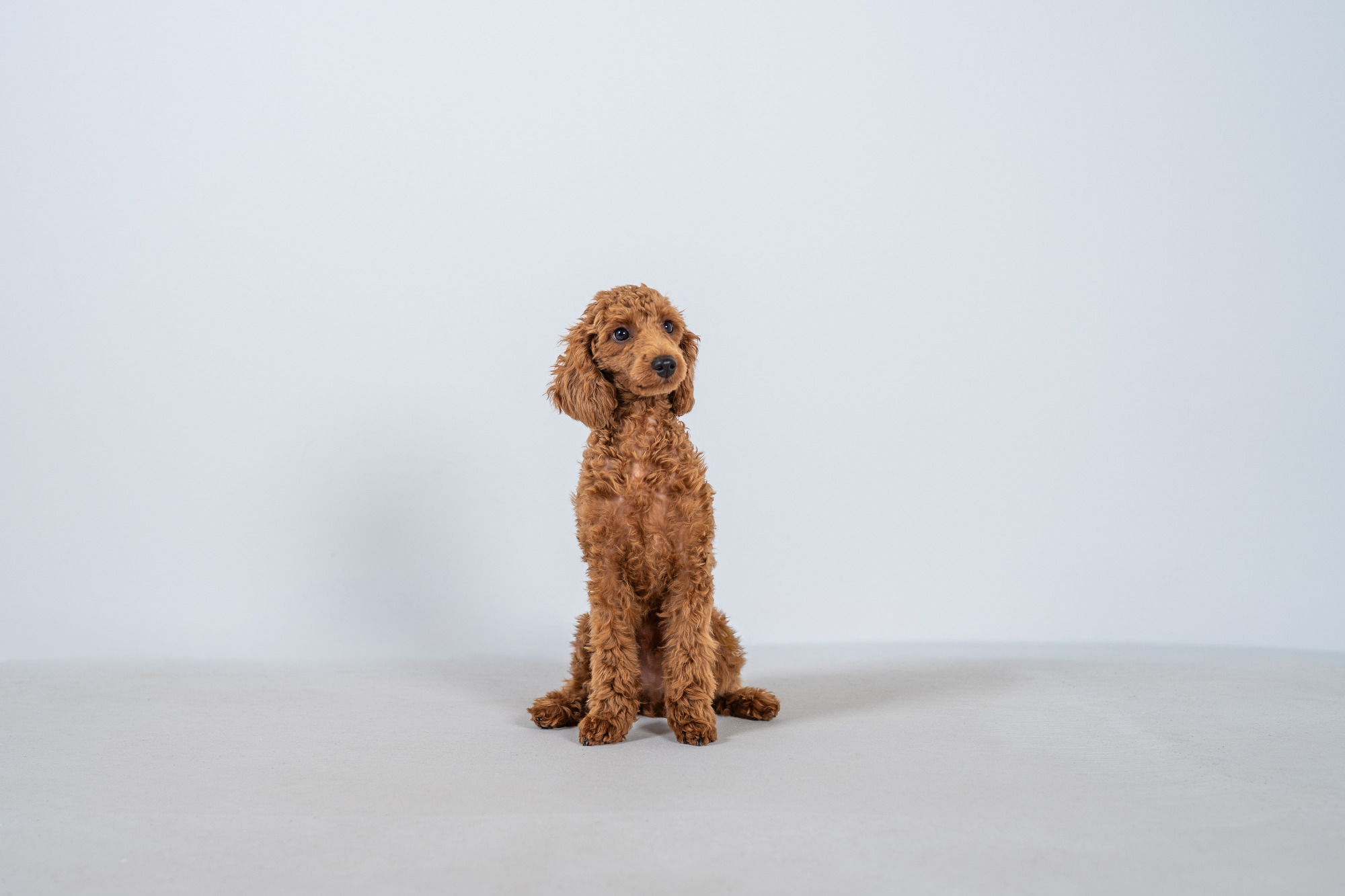 Toffee, Bürohund von Motz Immobilien